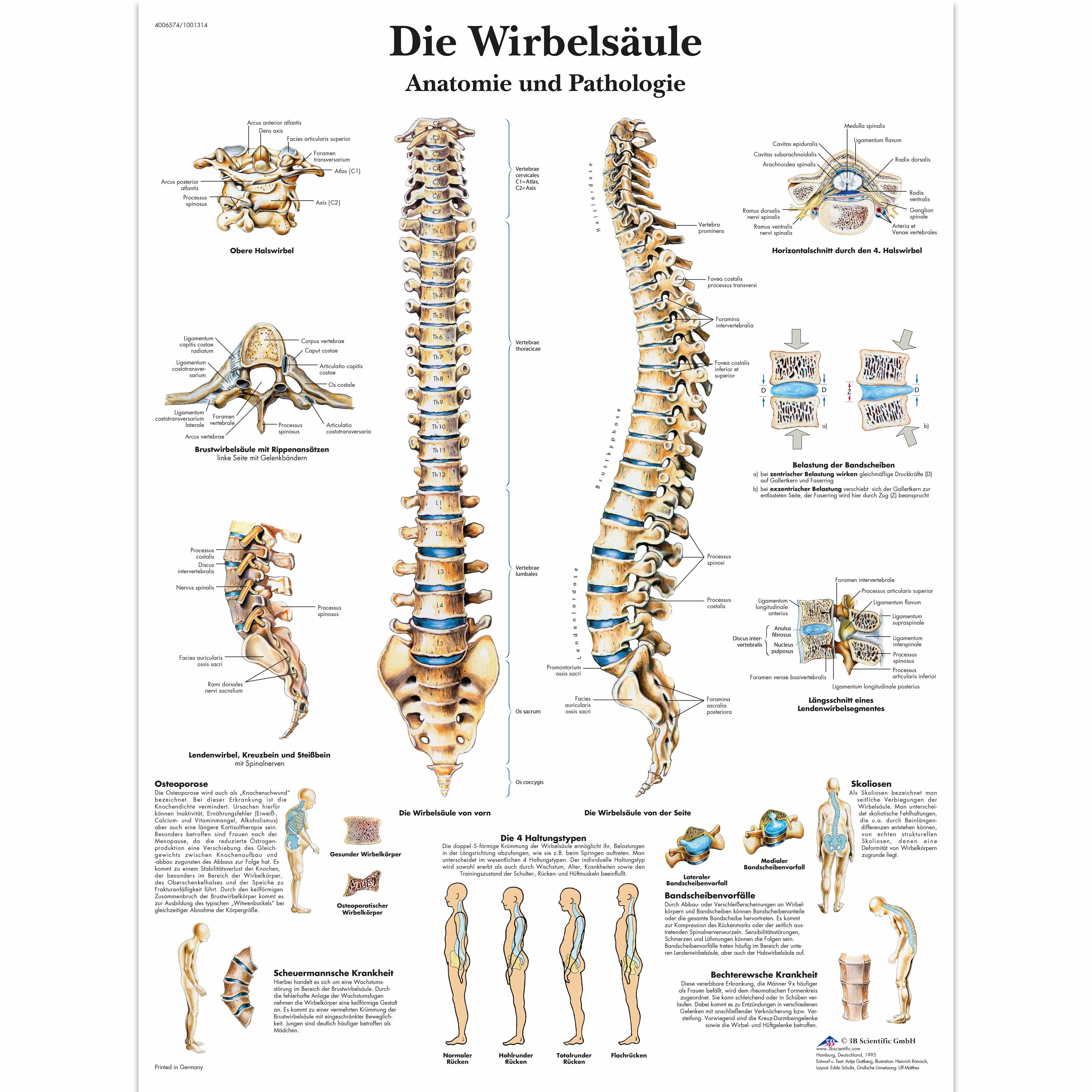Die menschliche Wirbelsäule - Anatomie und Pathologie