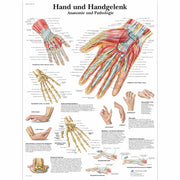 Hand und Handgelenk - Anatomie und Pathologie