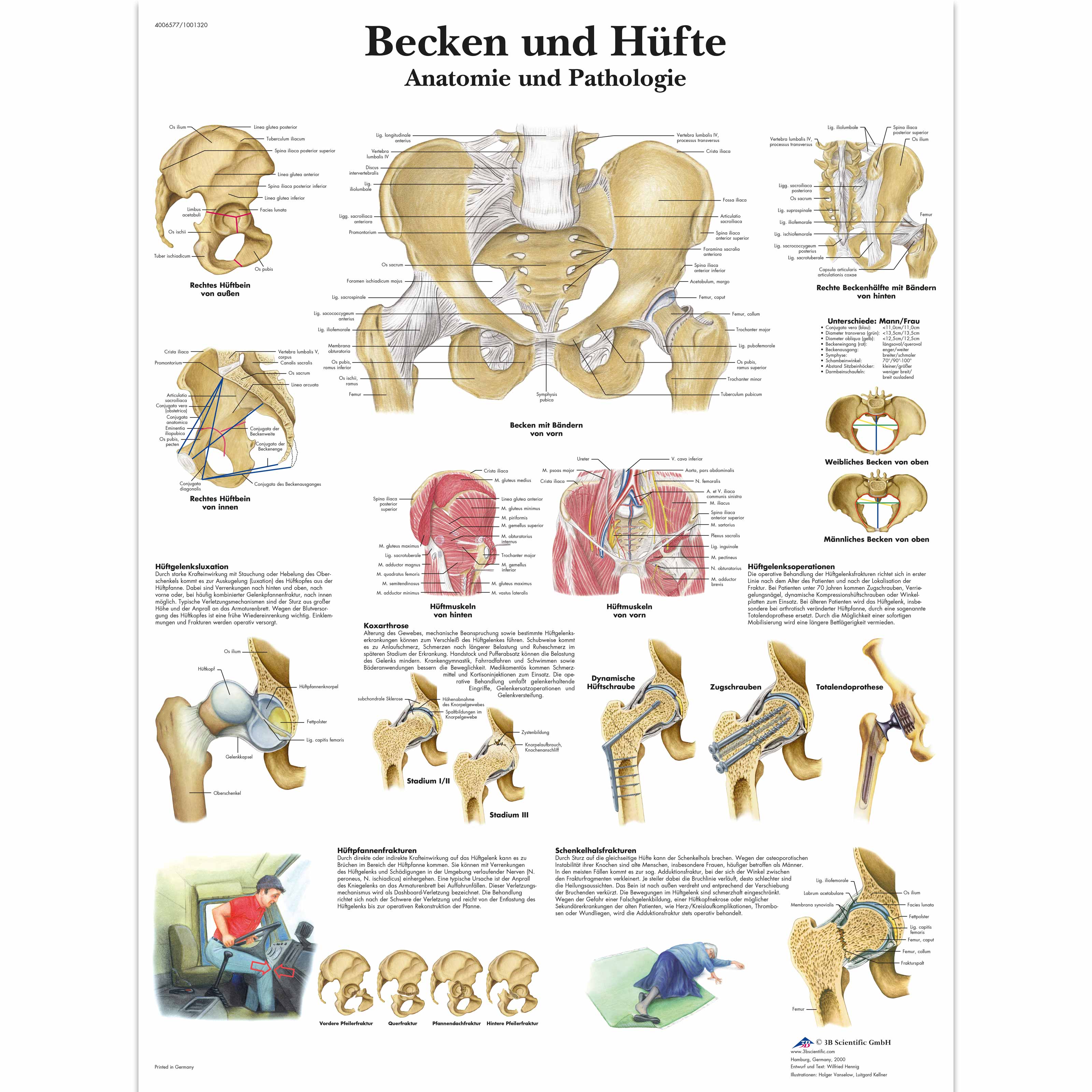 Becken und Hüfte - Anatomie und Pathologie