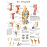 Das Kniegelenk