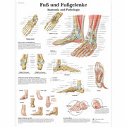Fuß und Fußgelenke - Anatomie und Pathologie