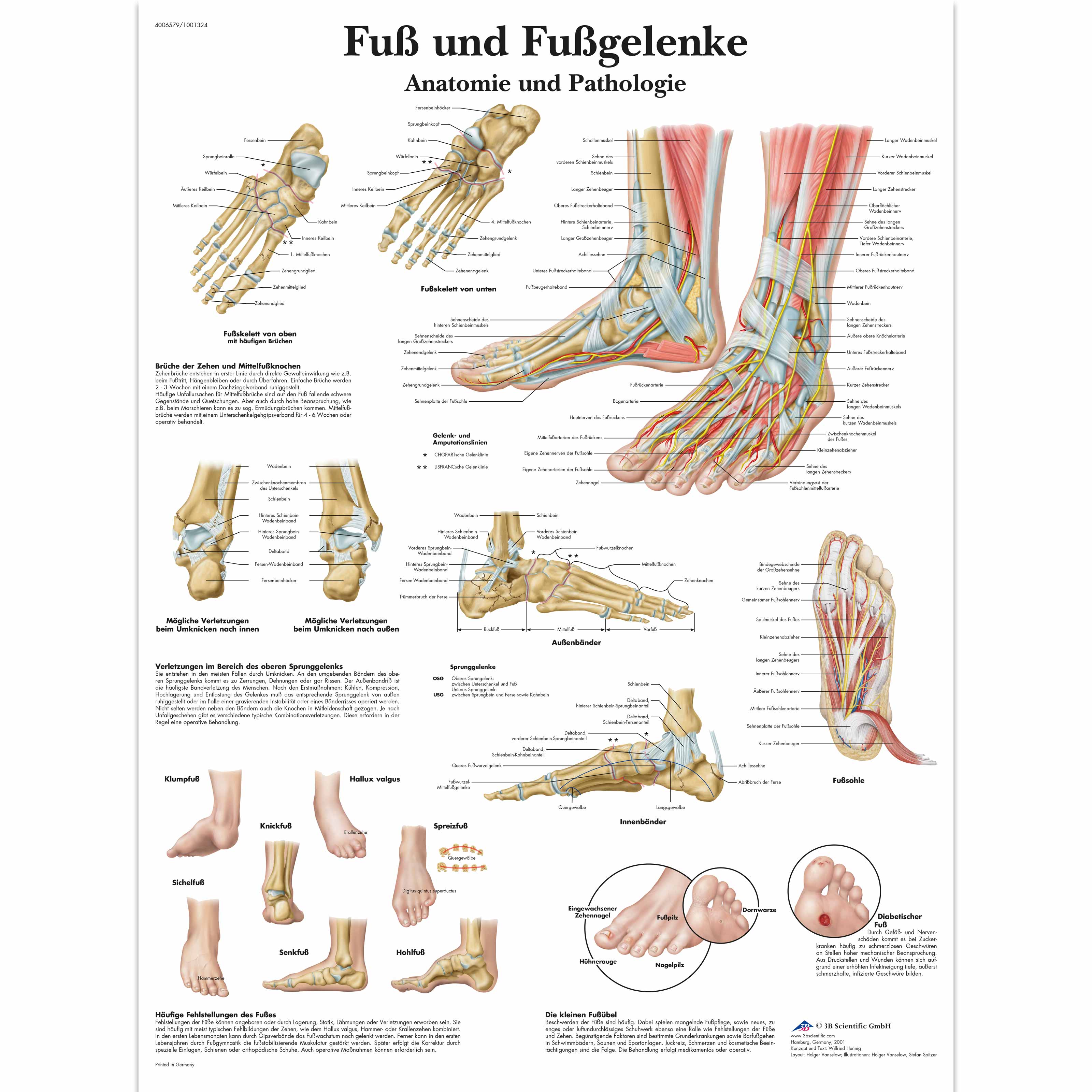 Fuß und Fußgelenke - Anatomie und Pathologie