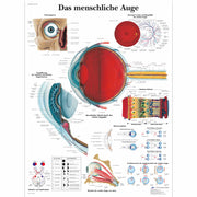 Das menschliche Auge