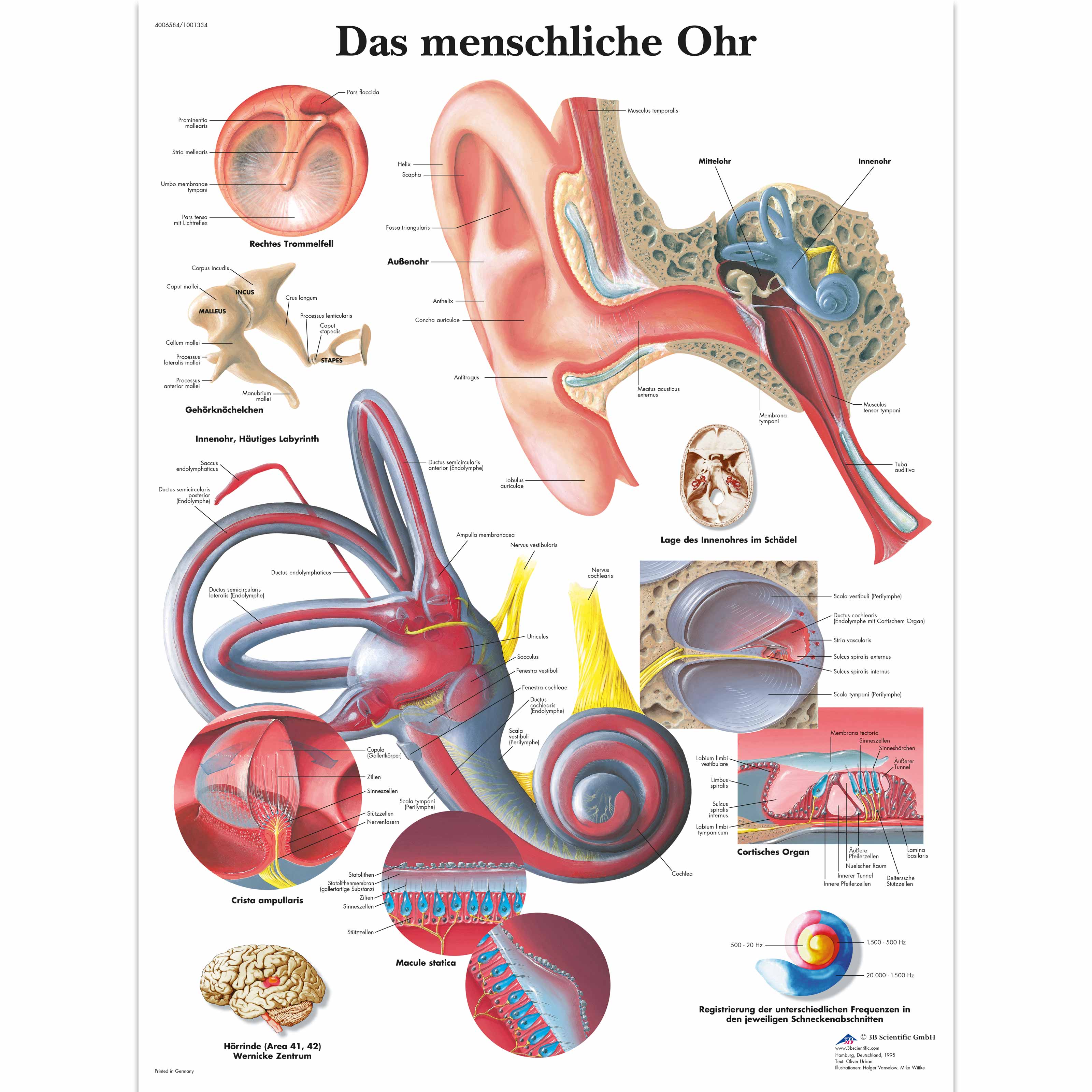 Das menschliche Ohr