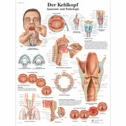 Der Kehlkopf