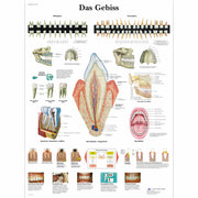 Das Gebiss