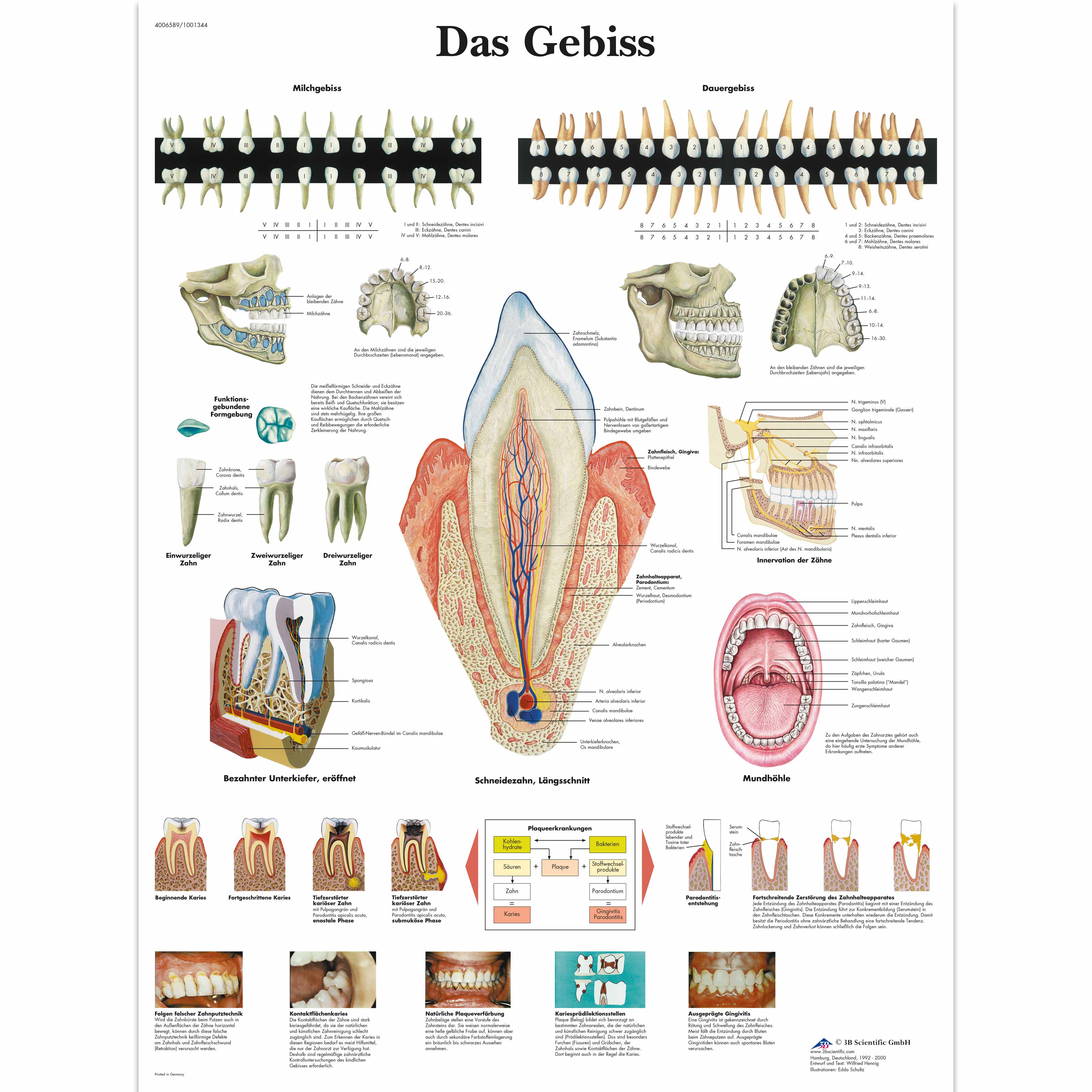 Das Gebiss