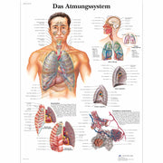Das Atmungssystem