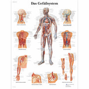 Das Gefäßsystem