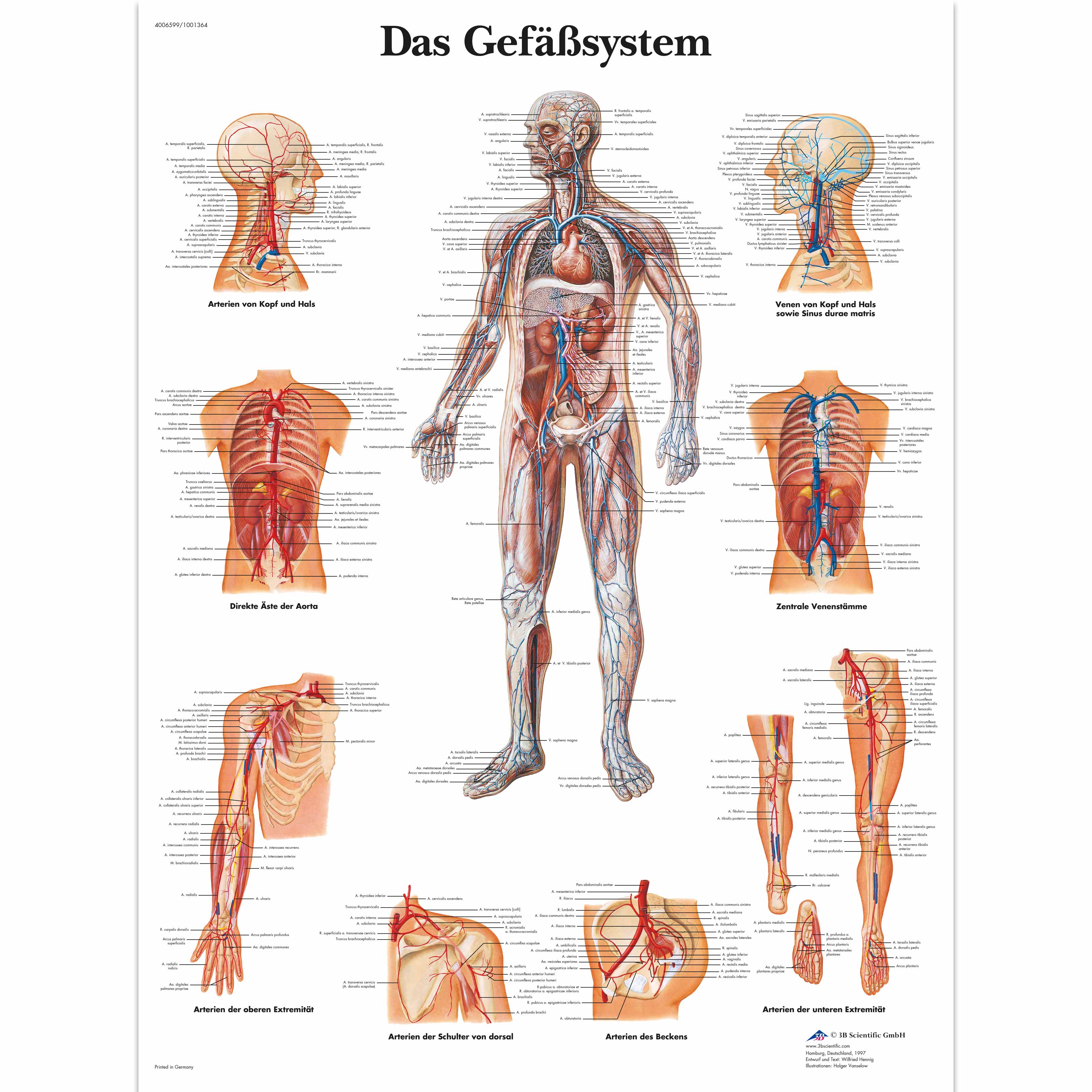 Das Gefäßsystem