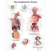 Das Lymphatische System