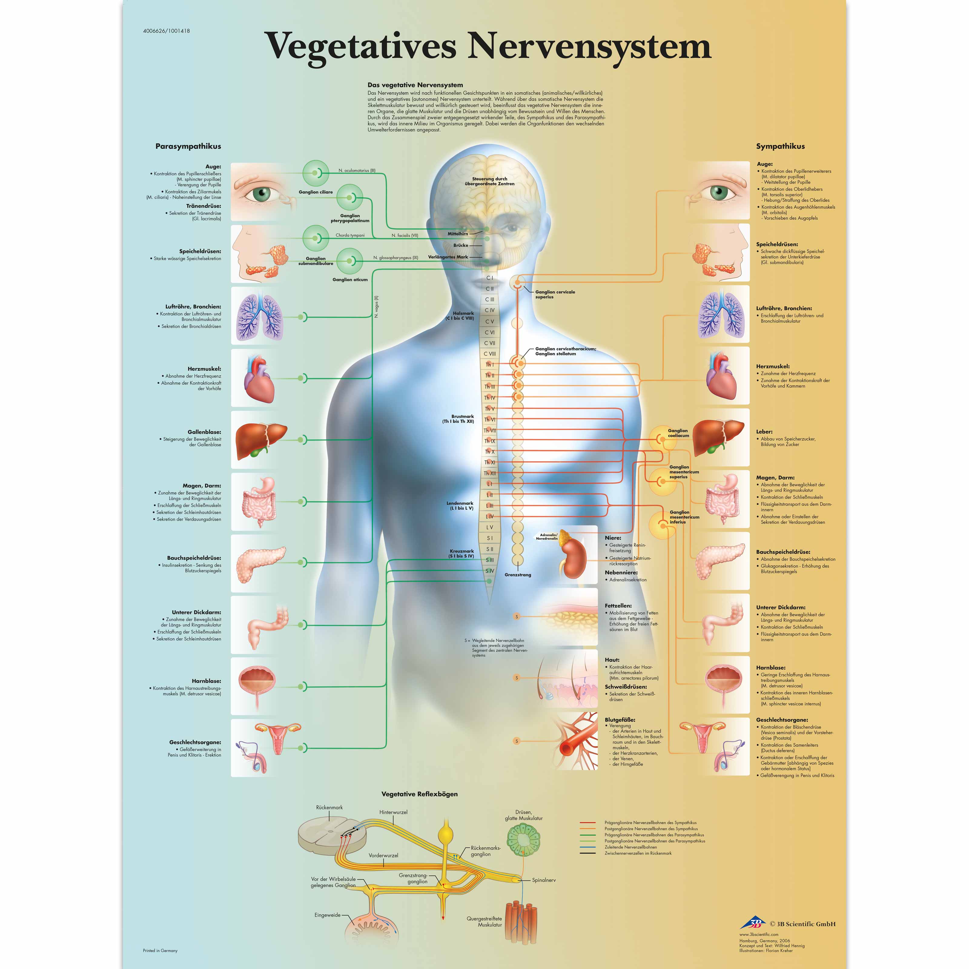 Vegetatives Nervensystem