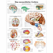 Das menschliche Gehirn