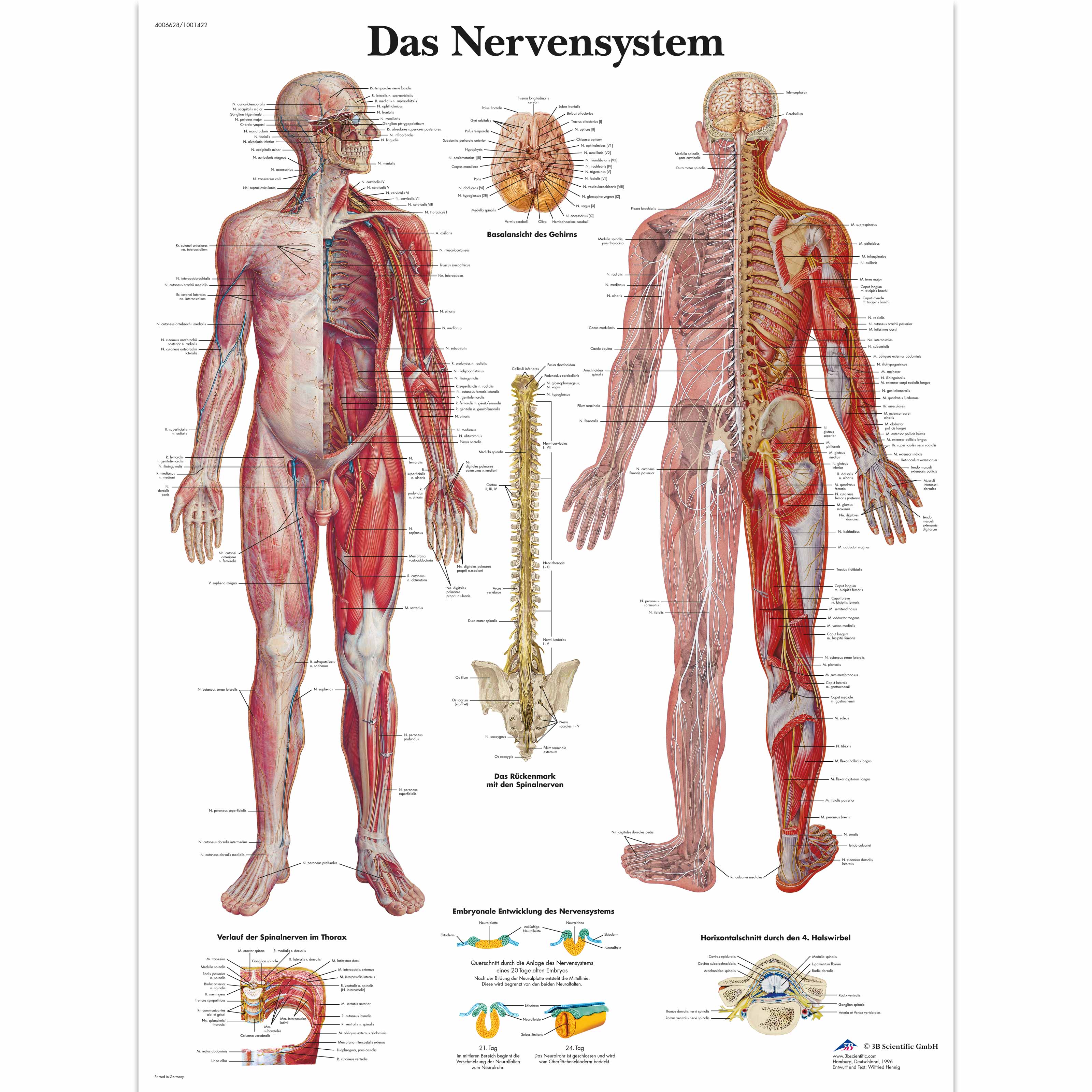 Das Nervensystem