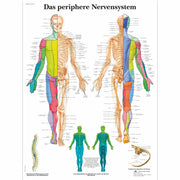 Das periphere Nervensystem