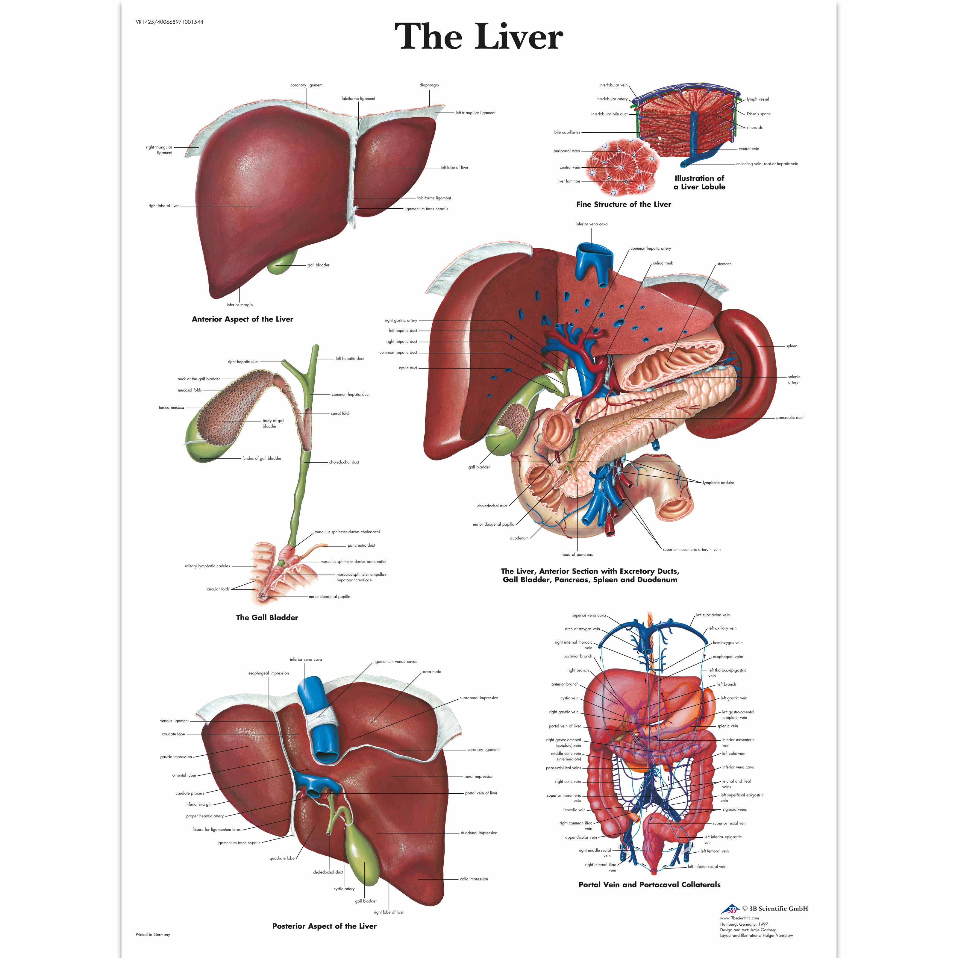 Liver Chart
