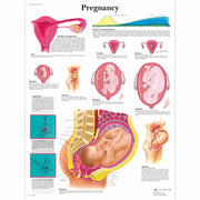 Pregnancy Chart