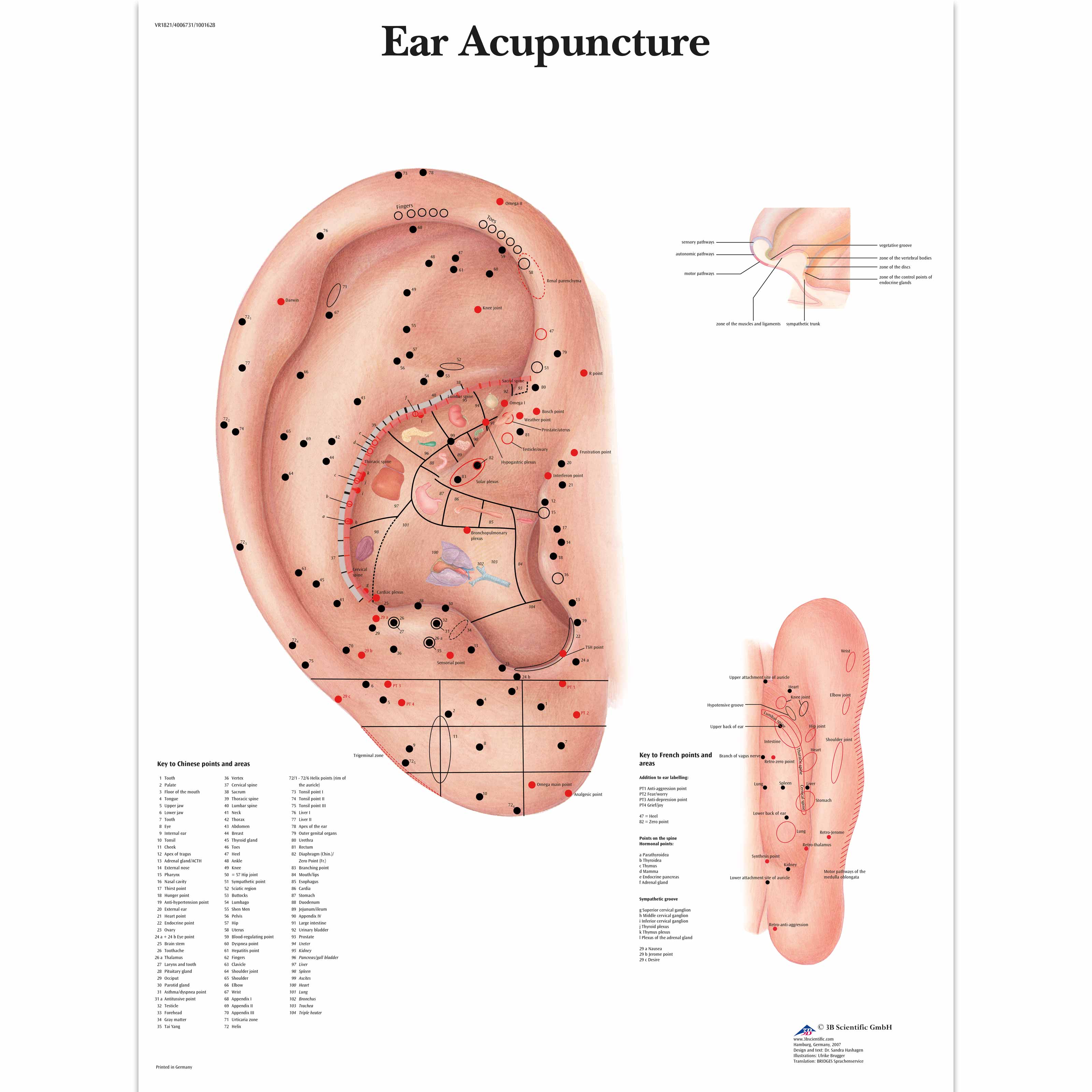 Ear Acupuncture
