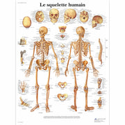 Le squelette humain