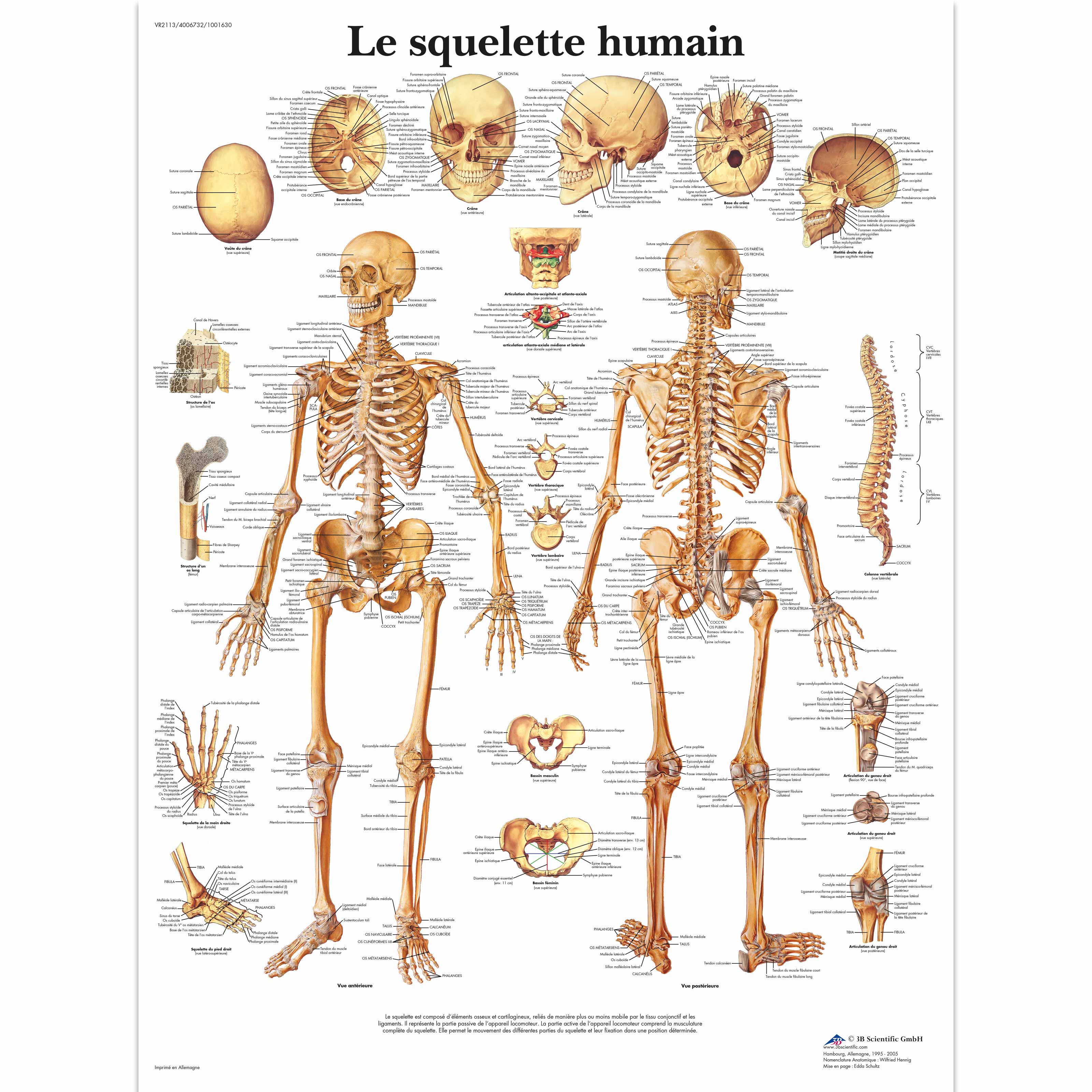 Le squelette humain