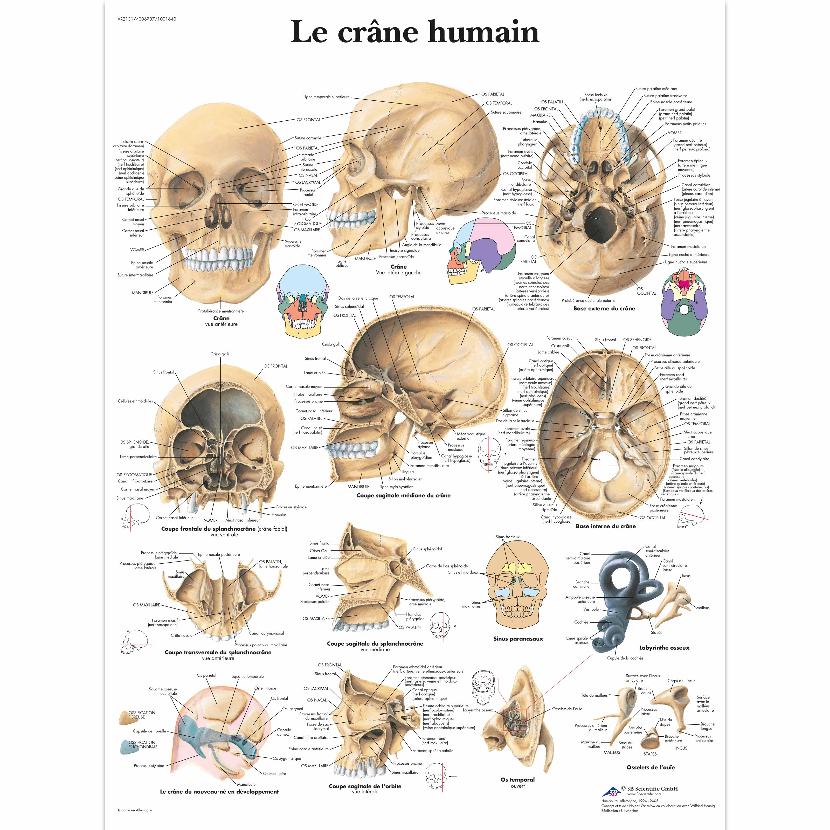Le crâne humain
