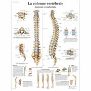 La colonne vertébrale, Anatomie et pathologie