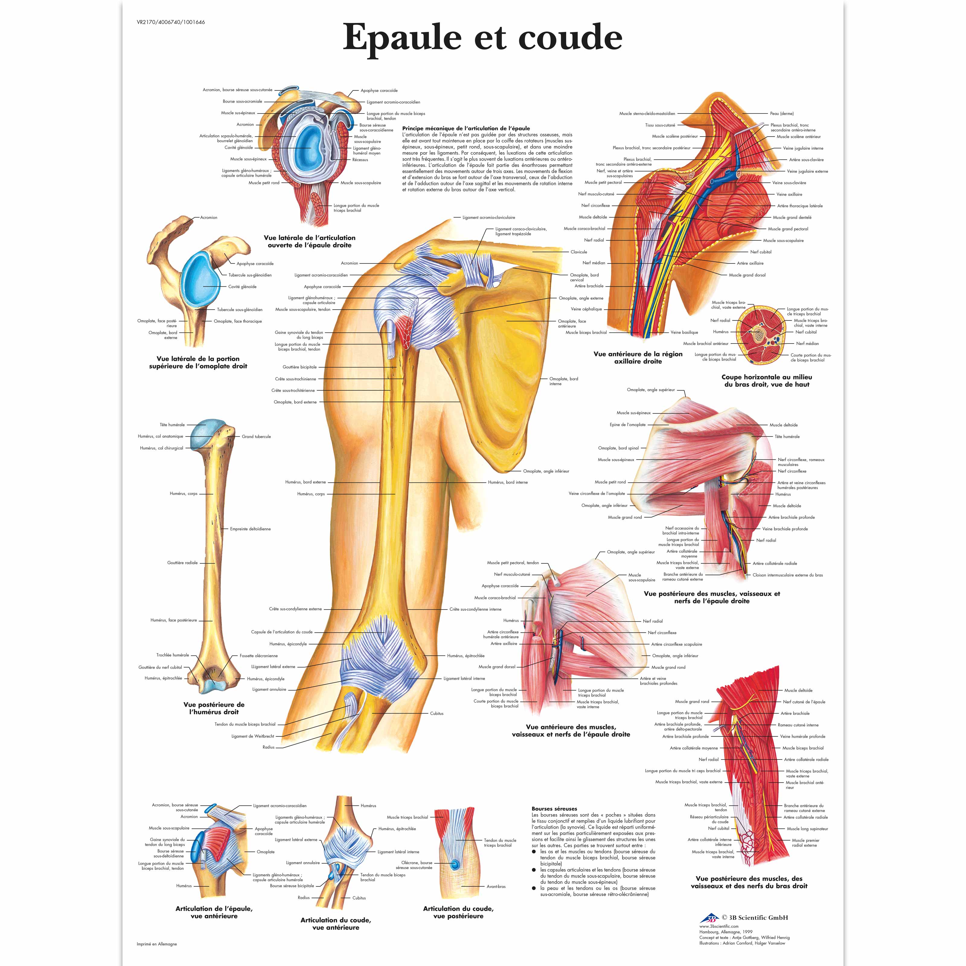 Epaule et coude