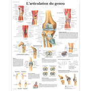 L'articulation du genou