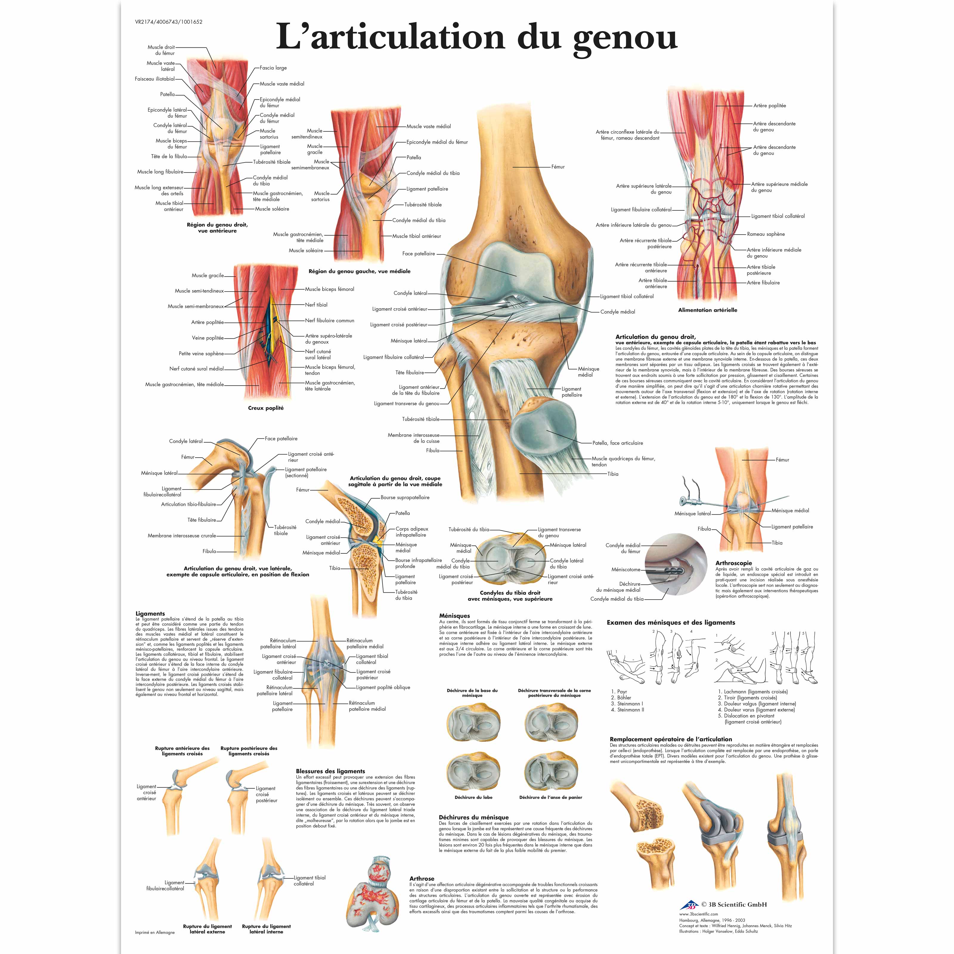 L'articulation du genou