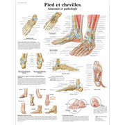 Pied et chevilles - Anatomie et pathologie