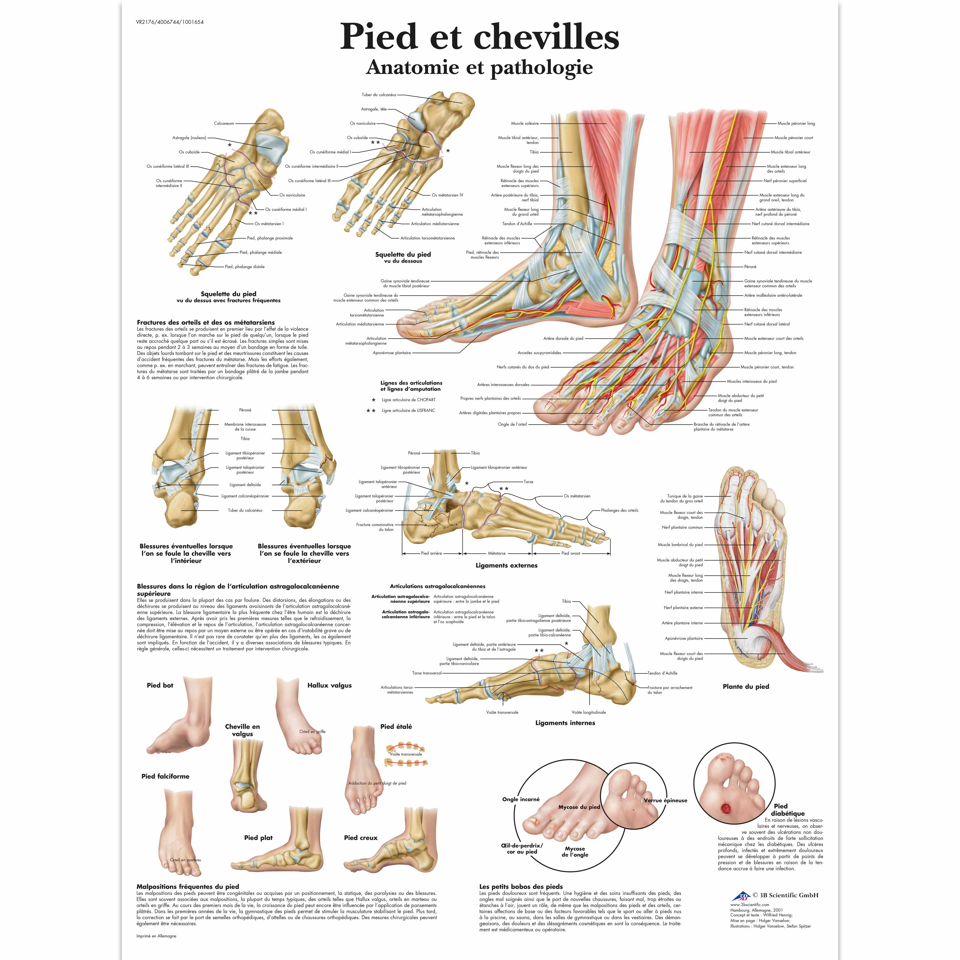 Pied et chevilles - Anatomie et pathologie