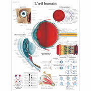 L'œil humain