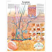 La peau