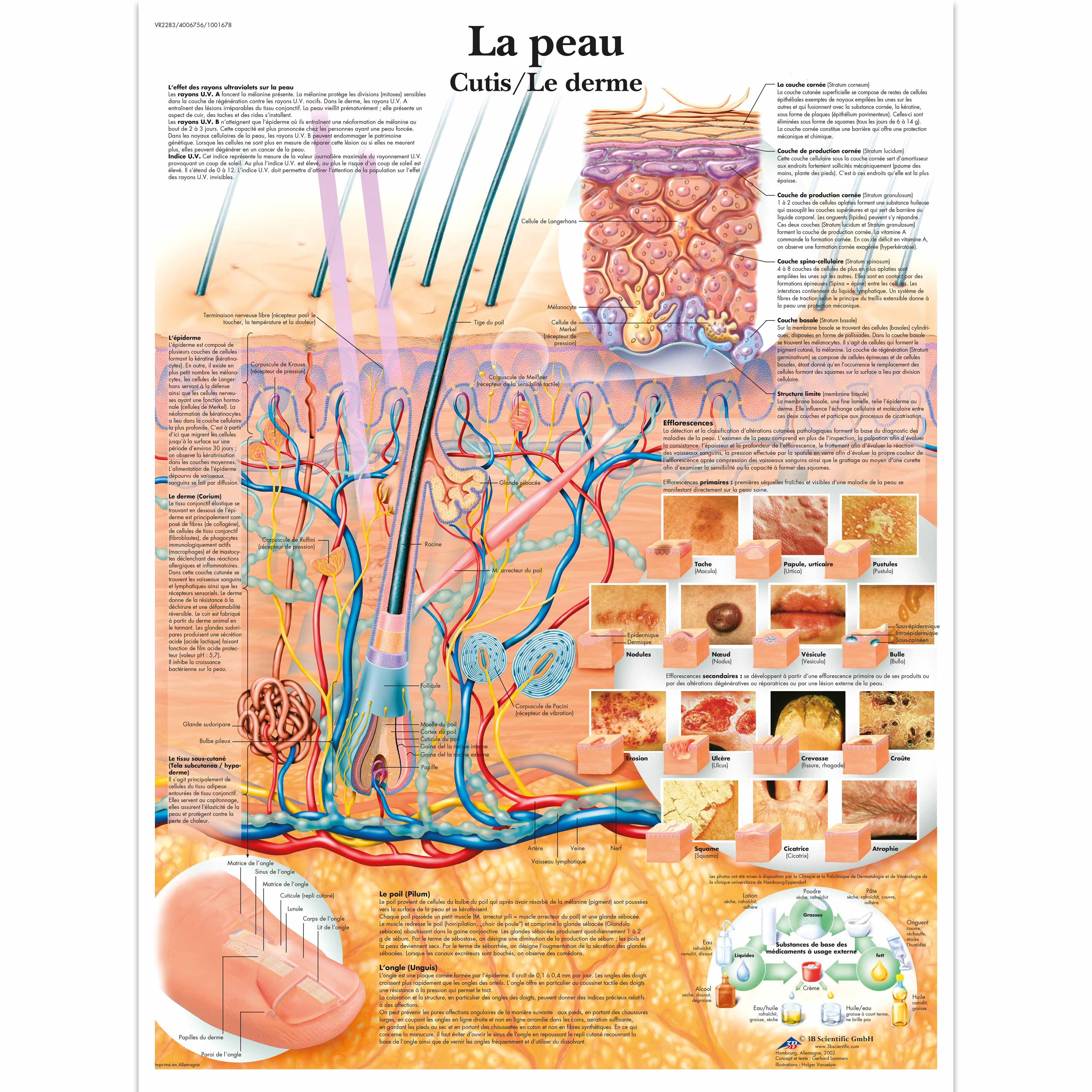 La peau