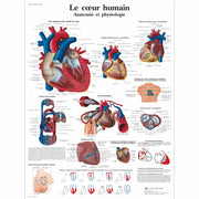 Le cœur humain, Anatomie et physiologie