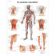 Le système vasculaire