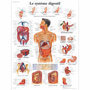Le système digestif