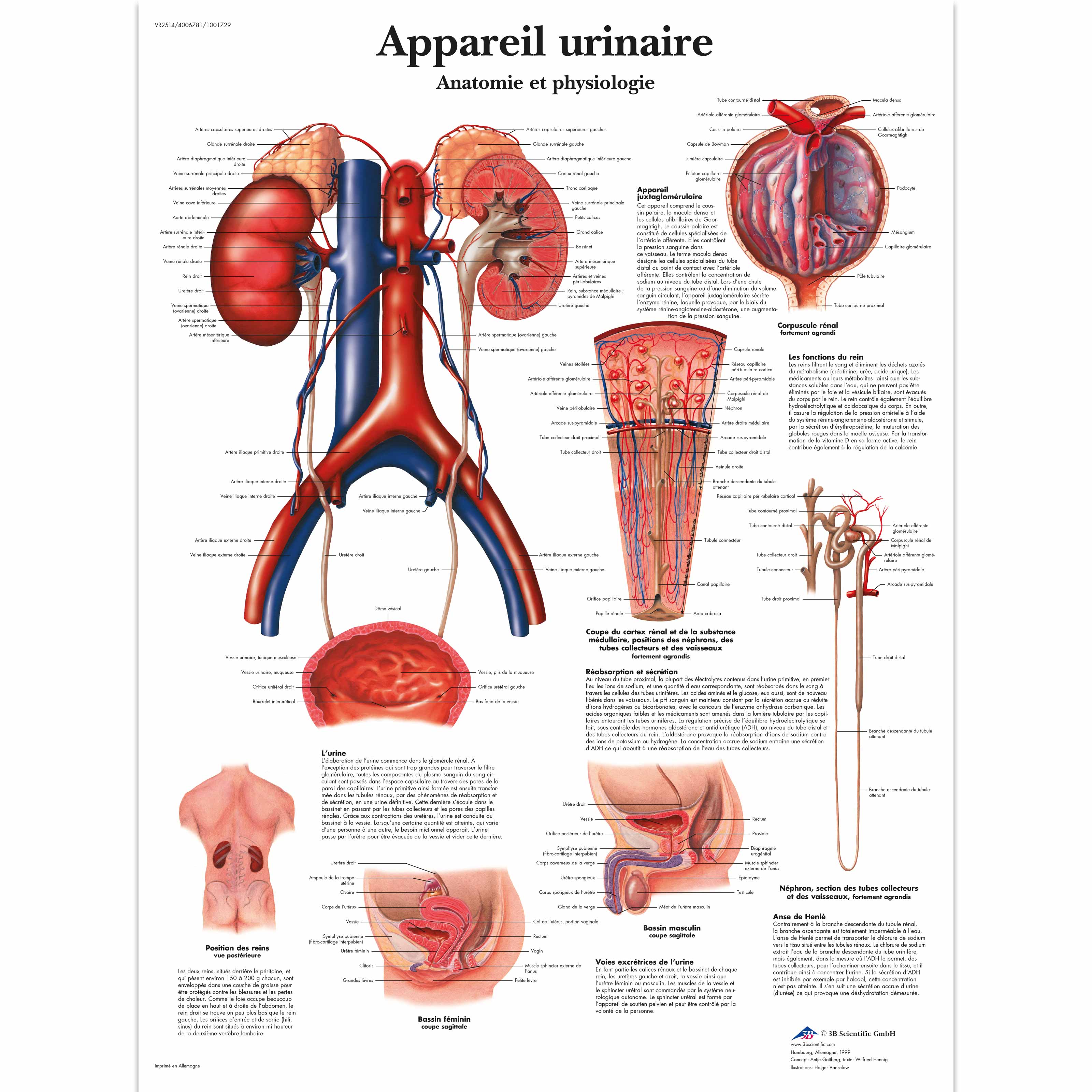 Appareil urinaire,