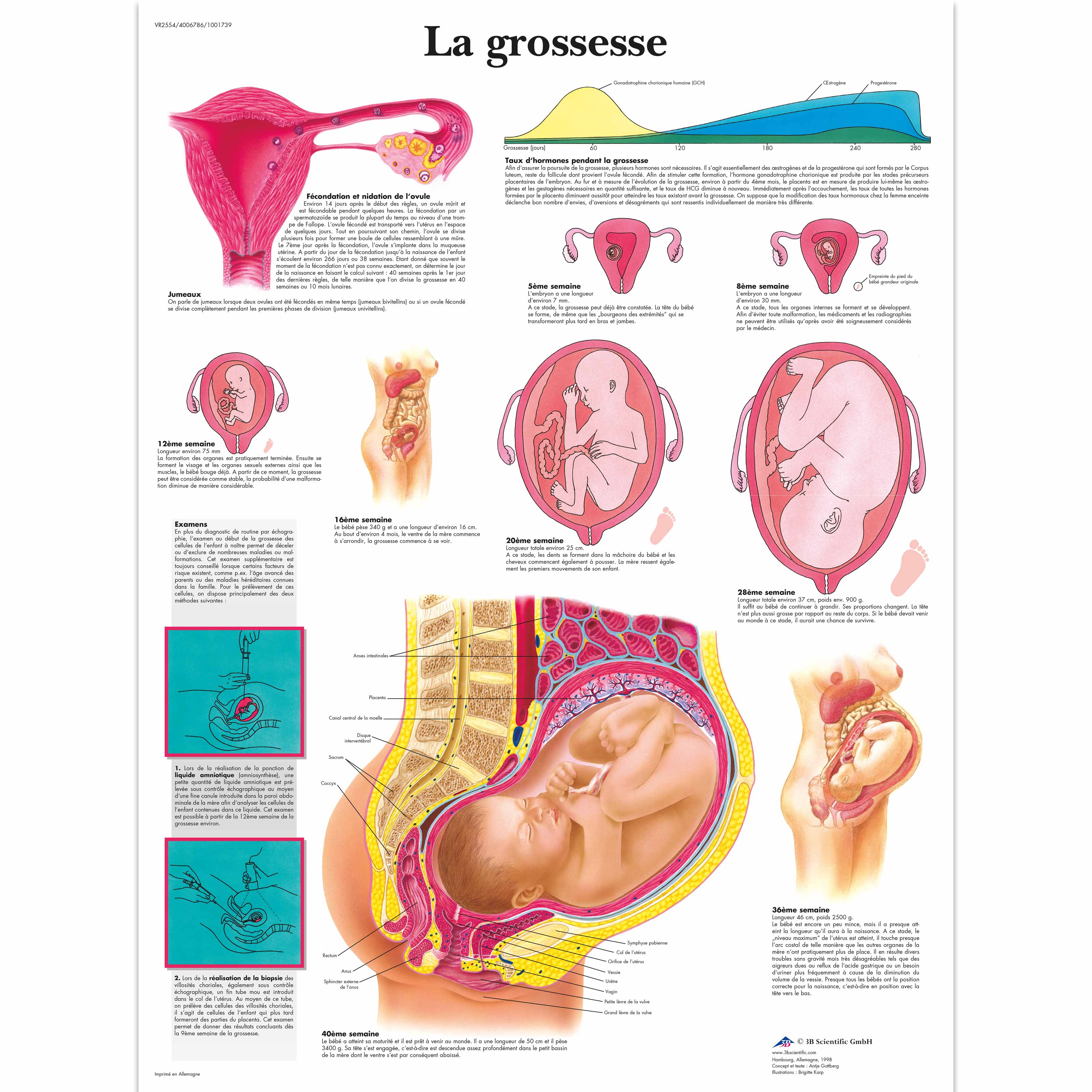 La grossesse