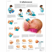 L'allaitement