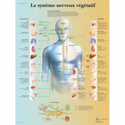 Le système nerveux végétatif