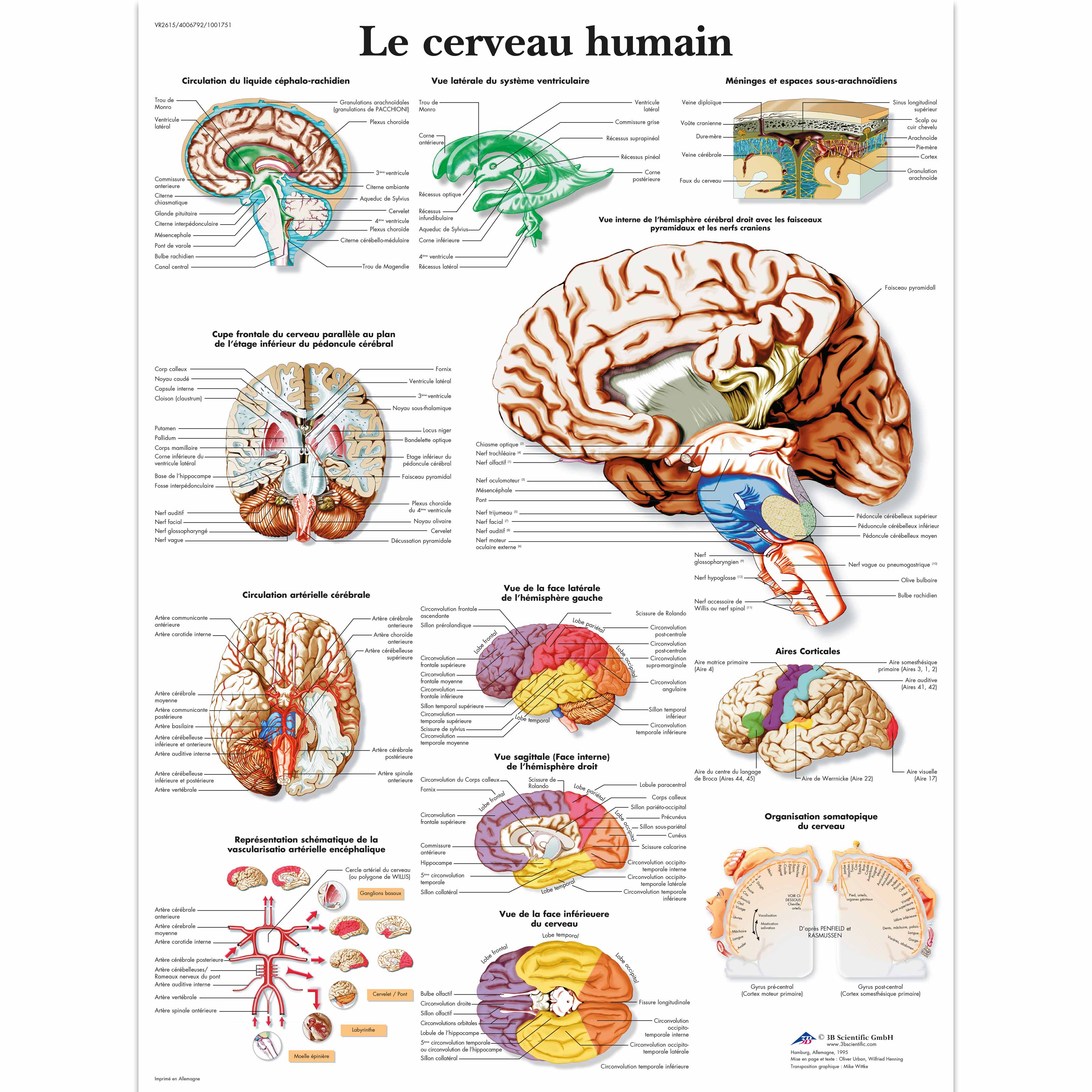 Le cerveau humain
