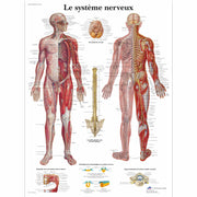 Le système nerveux