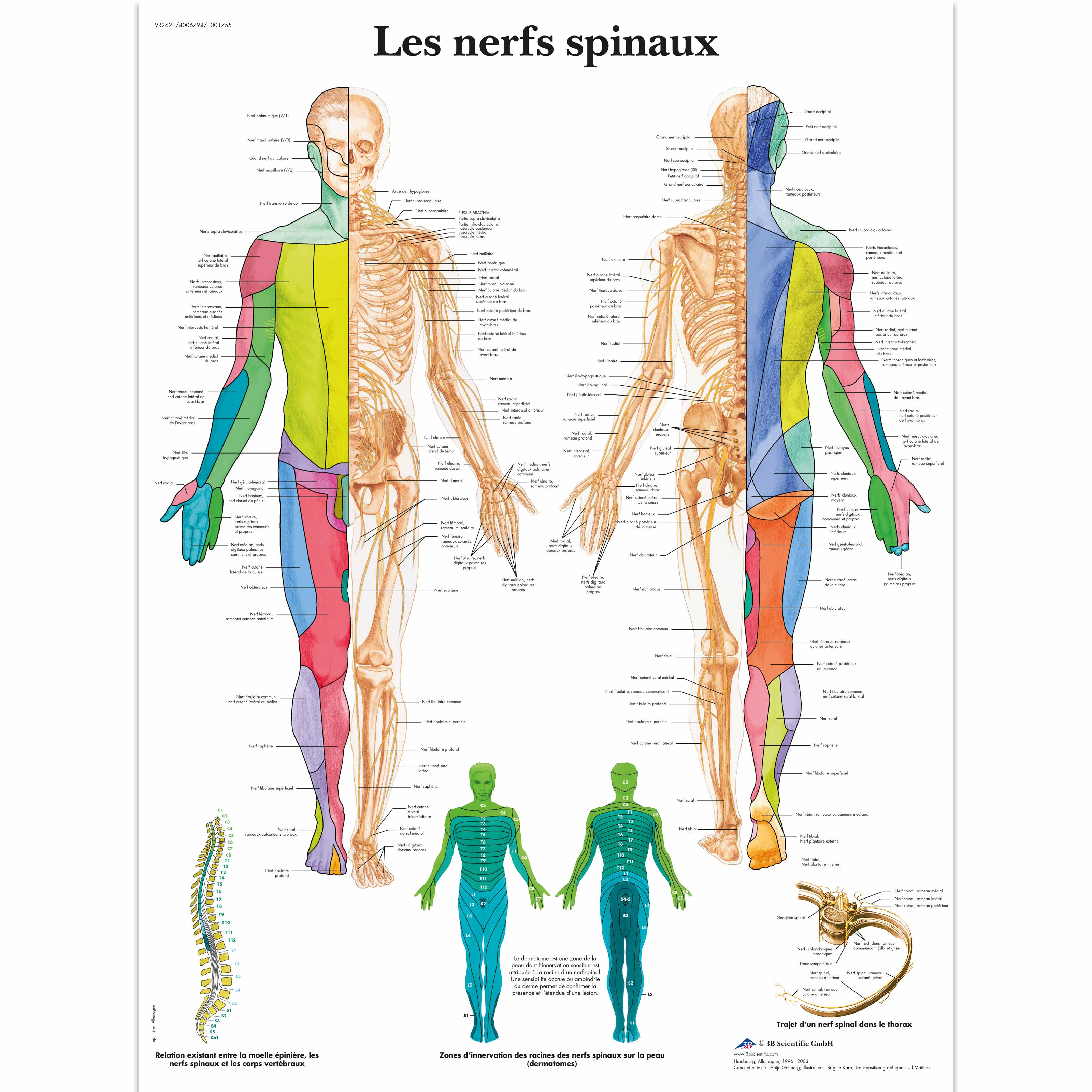 Les nerfs spinaux