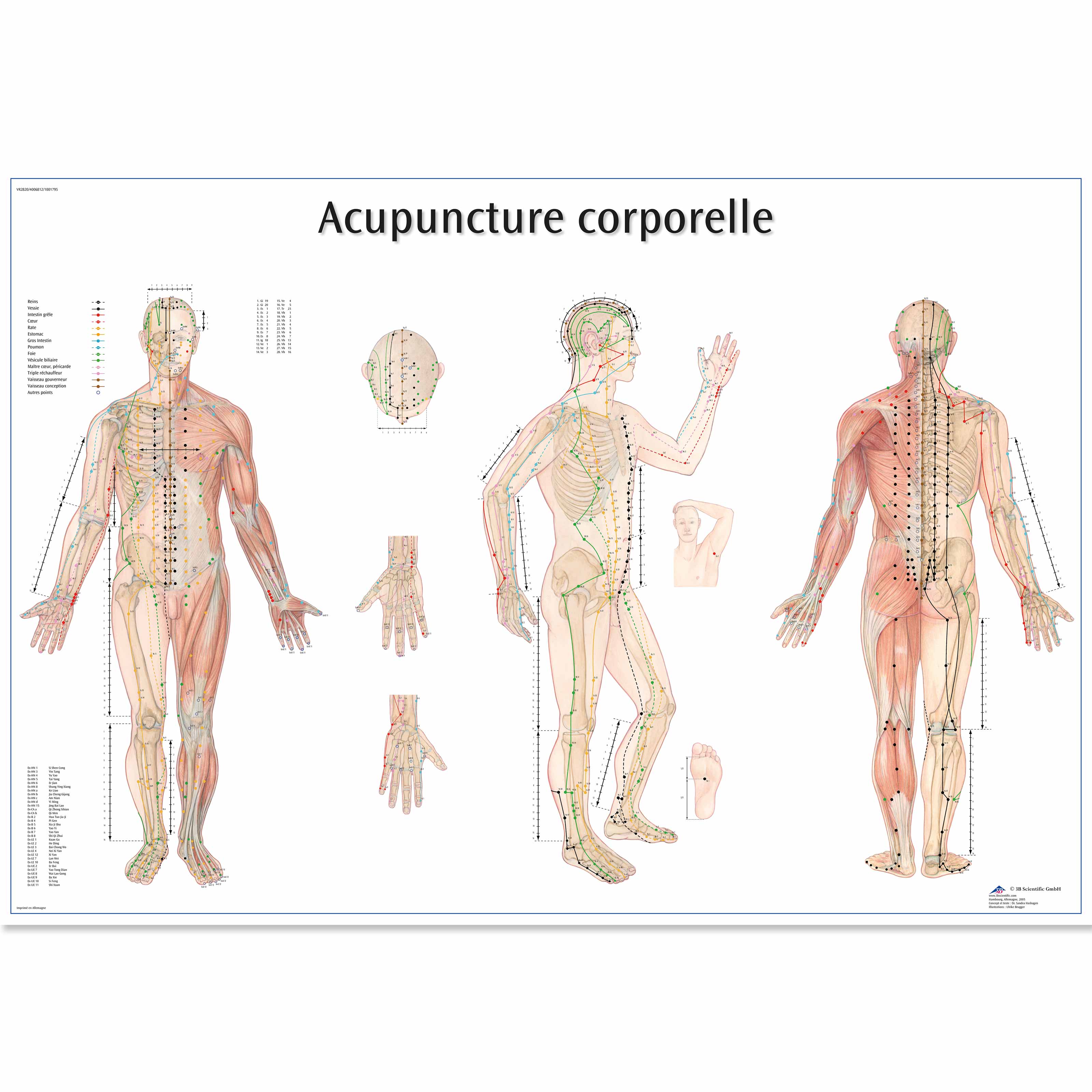 Acupuncture corporelle