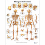 El esqueleto humano