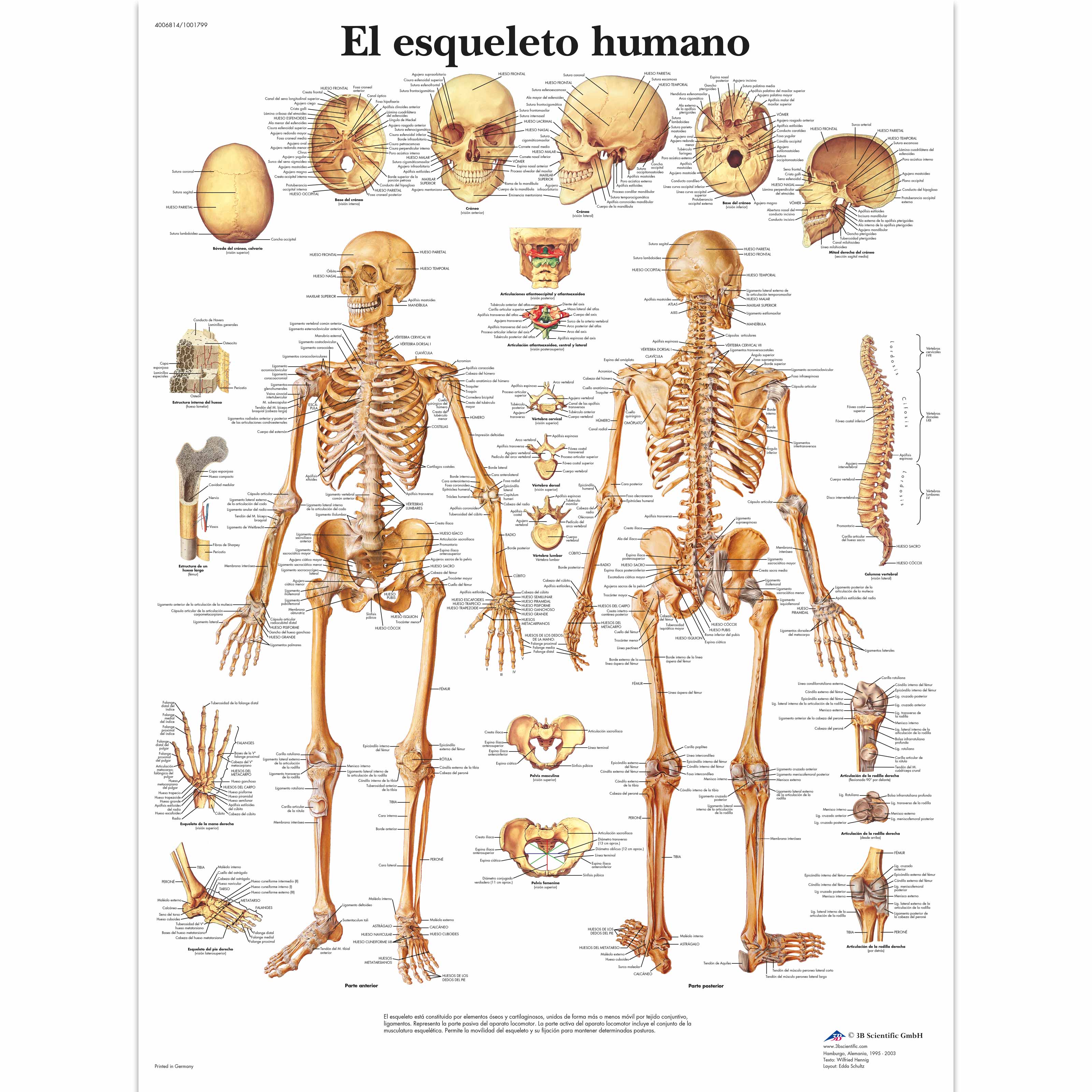 El esqueleto humano