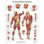 La Musculatura humana