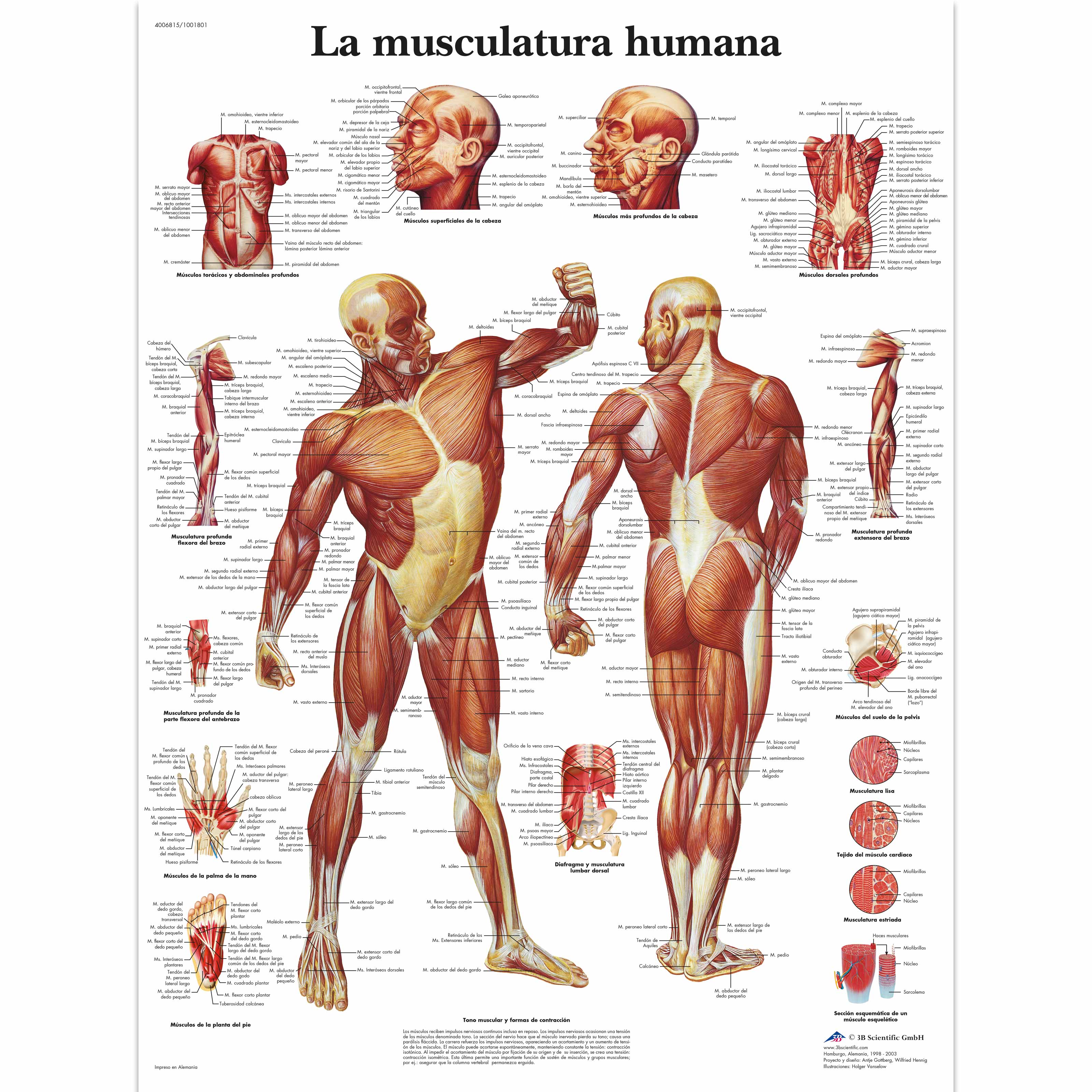 La Musculatura humana