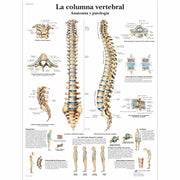 La columna vertebral